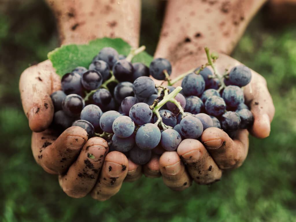 What Is Natural Wine?