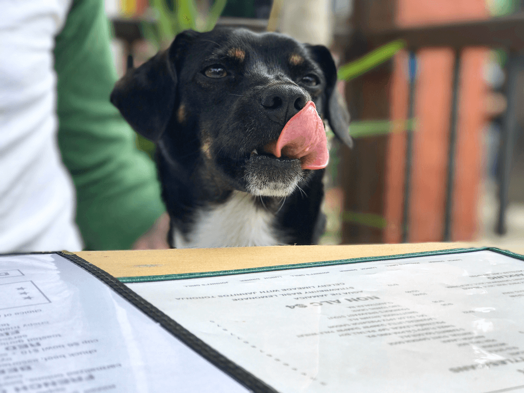 Why Cork Bar & Restaurant has Dog-Friendly Dining